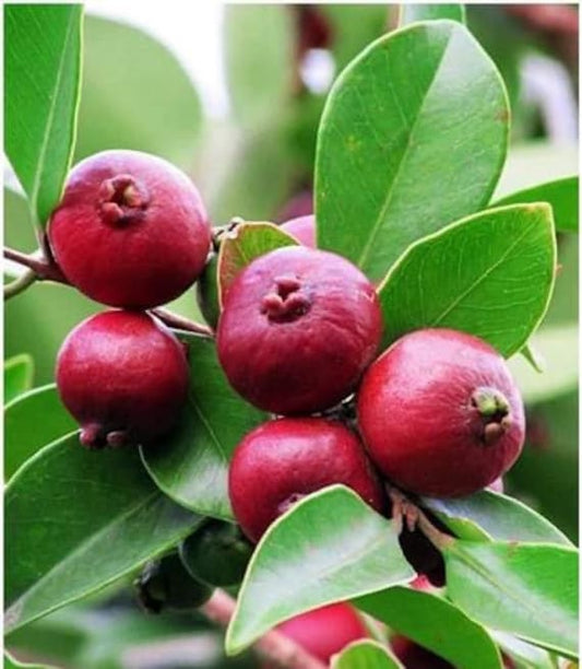 10x Psidium cattleianum ROSSO - guava fragola (Offerta 10 Alveoli forestali)