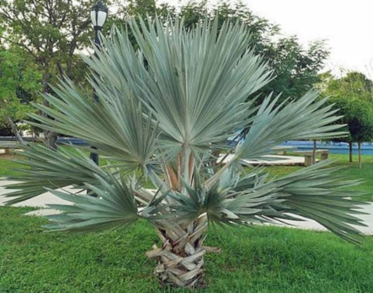Brahea armata - blue palm (Forestry palm)