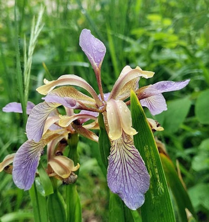Iris foetidissima - iris scaccia talpe (15 semi)