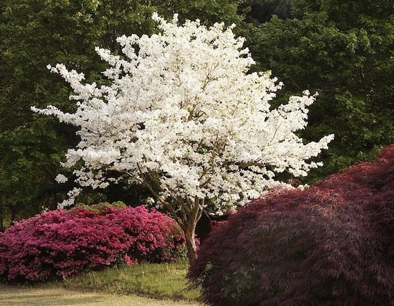 Cornus florida cv. "alba" - dogwood with white flowers (Pot 18 cm)