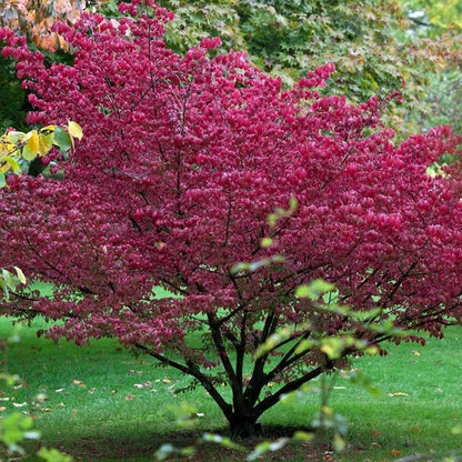 Euonymus europaeus - berretta del prete (Vaso 18 cm)