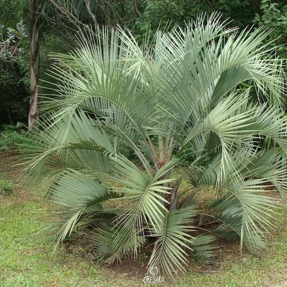 Butia capitata - buzia (Pot 18 cm)