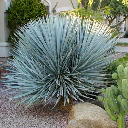 Rigid Yucca - Blue Yucca (Square vase 7x7x10 cm)