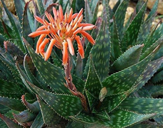 Aloe saponaria - aloe saponaria (Vaso 14 cm)