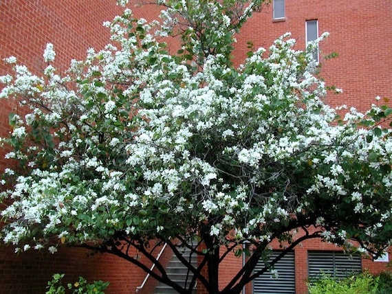 Bauhinia purpurea var. alba - orchid tree (Forest alveolus)