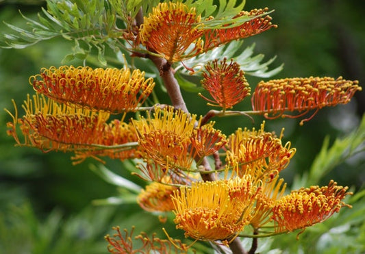 Grevillea robusta - grevillea arborea (Forest honeycomb)