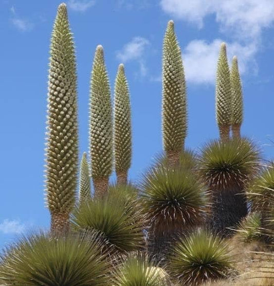 Puya raimondii - Queen of the Andes (40 seeds)