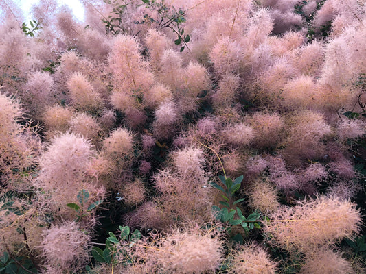 Cotinus coggygria - fog tree (Square vase 9x9x20 cm)