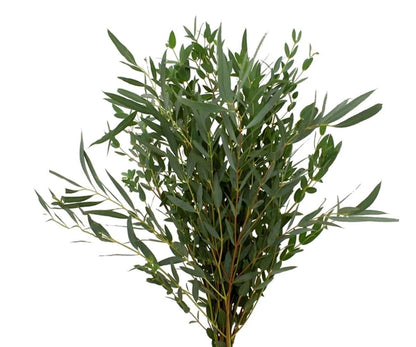 Eucalyptus parvifolia - small-leaved eucalyptus (Square vase 9x9x20 cm)