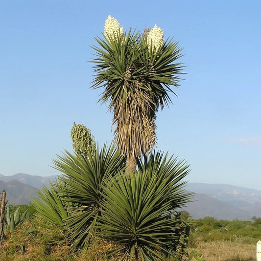 Yucca treculeana - Don Quixote's Spear (Square vase 7x7x10 cm)