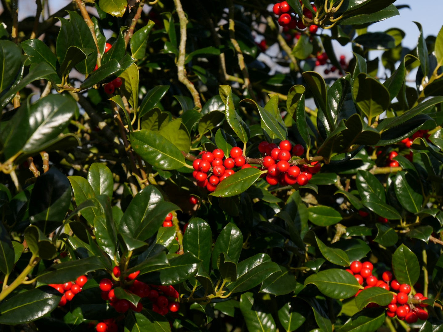 Ilex aquifolium cv. " J.C.Van Tol" - agrifoglio (Vaso quadro 9x9x13 cm)