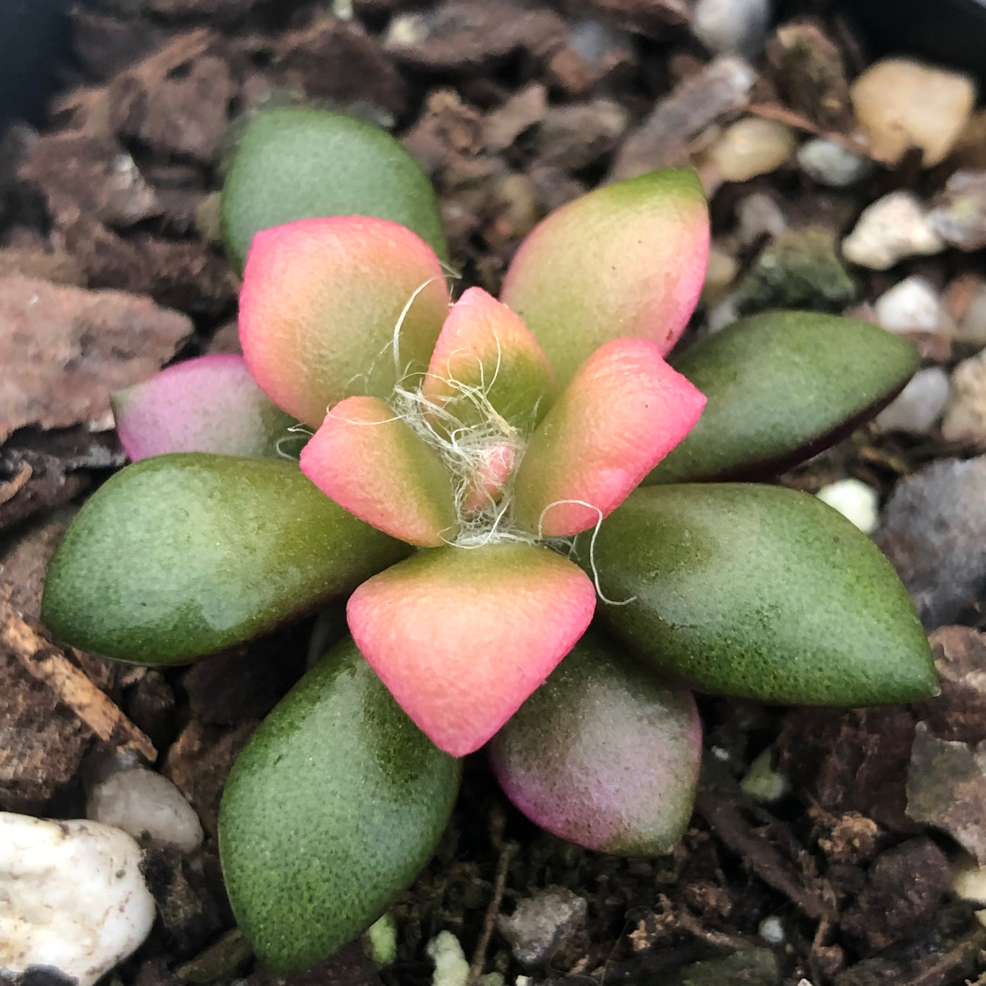 Anacampseros telephiastrum - head rosette (Square vase 7x7x10 cm)