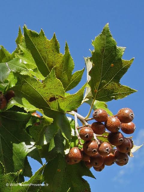 Sorbus torminalis - Ciavardello (Semi)