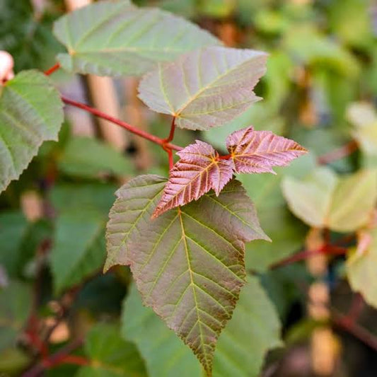 Acer davidii - Acero del padre David (Vaso 18 cm)