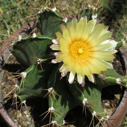 Astrophytum ornatum - priest's hat (Vase 18 cm)