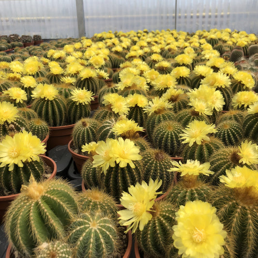 Notocactus magnificus - (Vaso 18 cm)