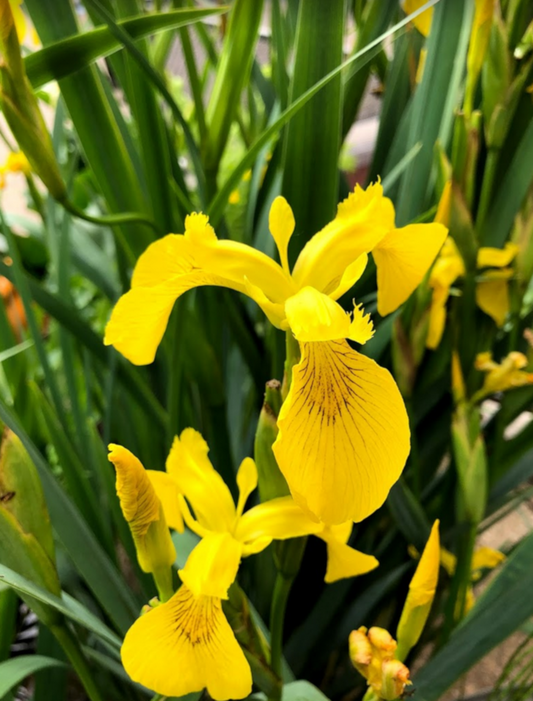 Iris pseudacorus - yellow swamp iris (1 rhizome)