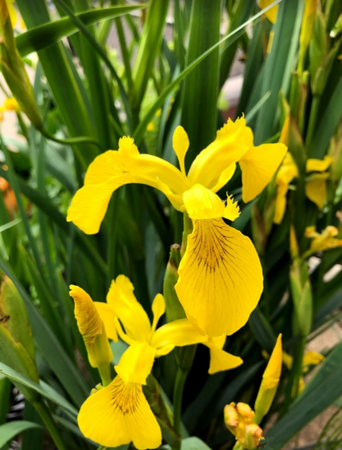 Iris pseudacorus - yellow swamp iris (10 seeds)