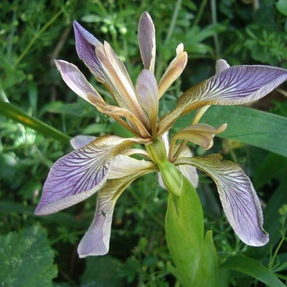 Iris foetidissima - iris scaccia talpe (Pianta da seminiera)