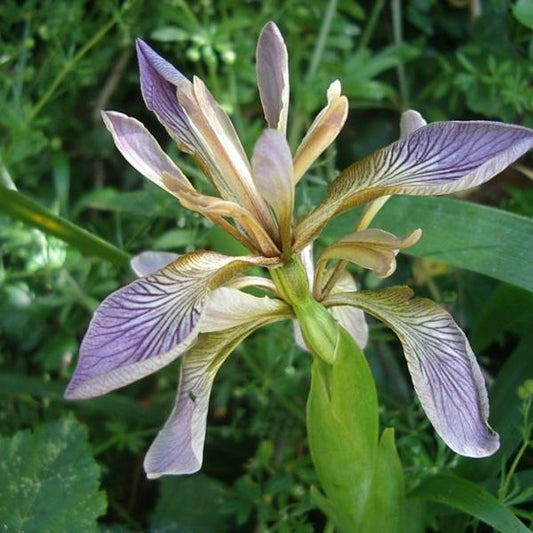 Iris foetidissima - iris repels moles SET 3 PLANTS (Seeding plant)