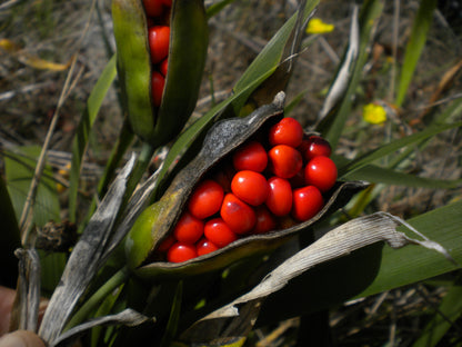 Iris foetidissima - iris scaccia talpe (Pianta da seminiera)