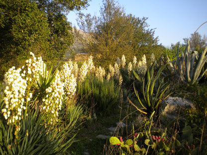 Yucca gloriosa - (1 cutting)