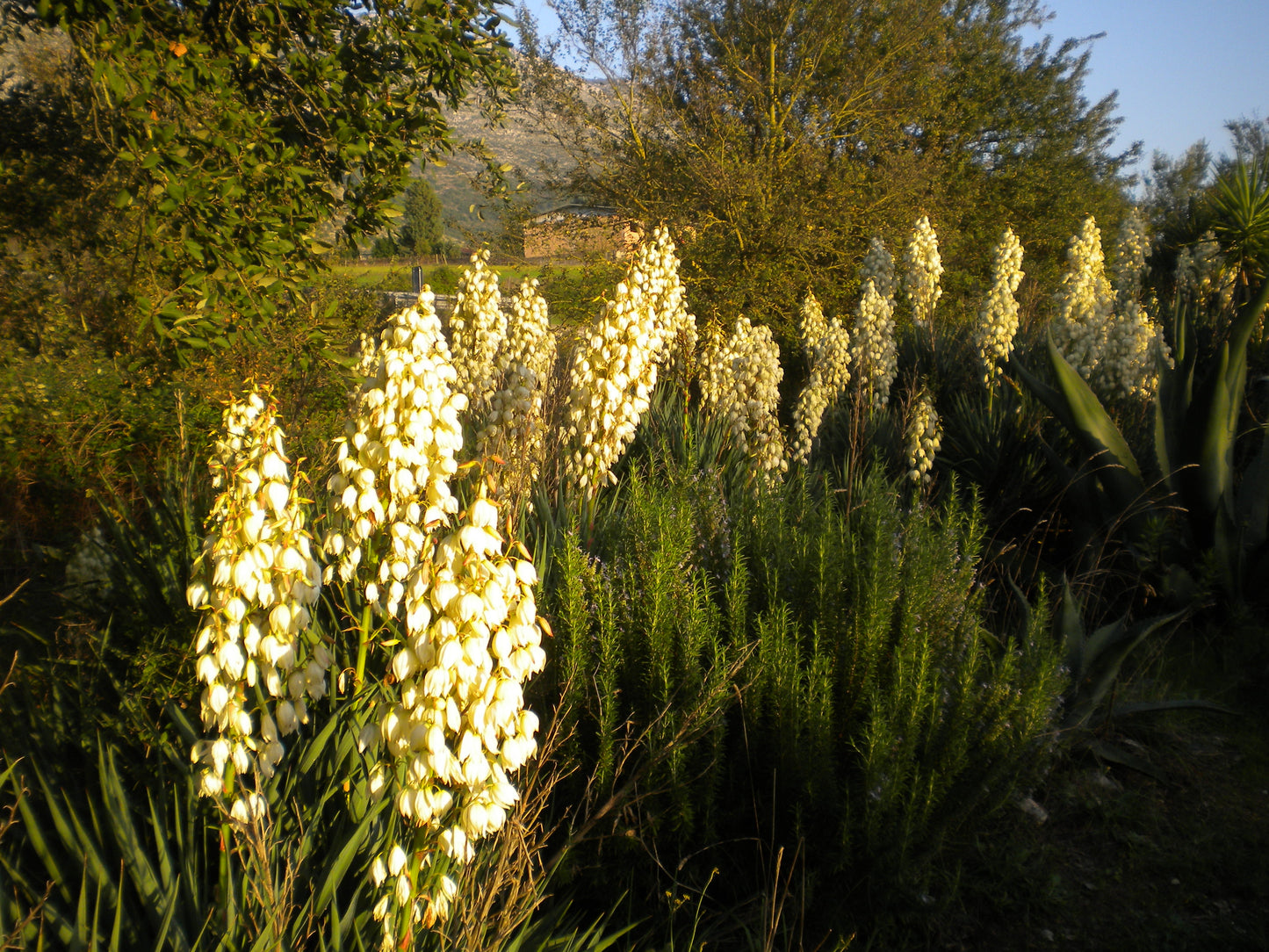 Yucca gloriosa - yucca delle dune (1 Talea)