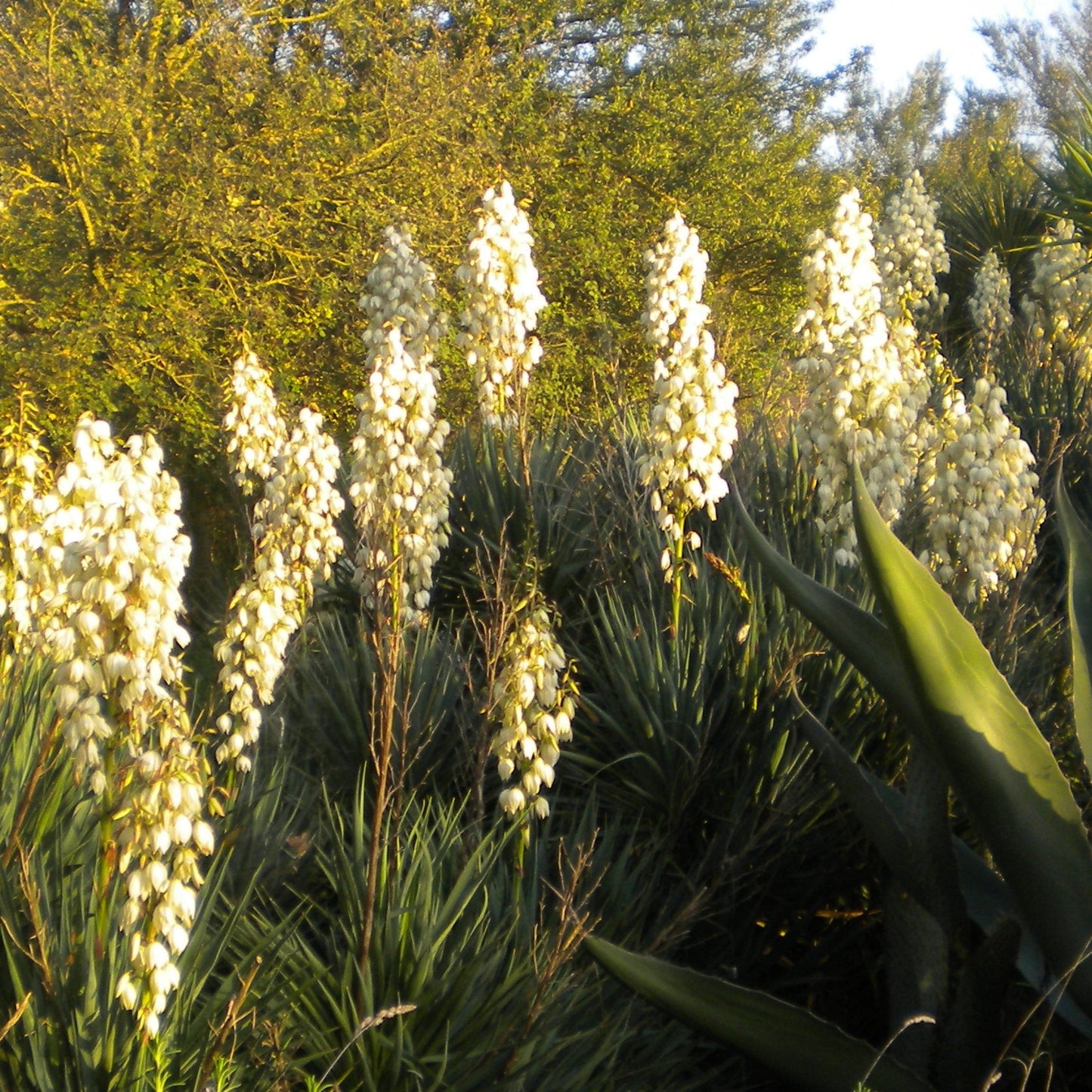 Yucca gloriosa - (1 cutting)