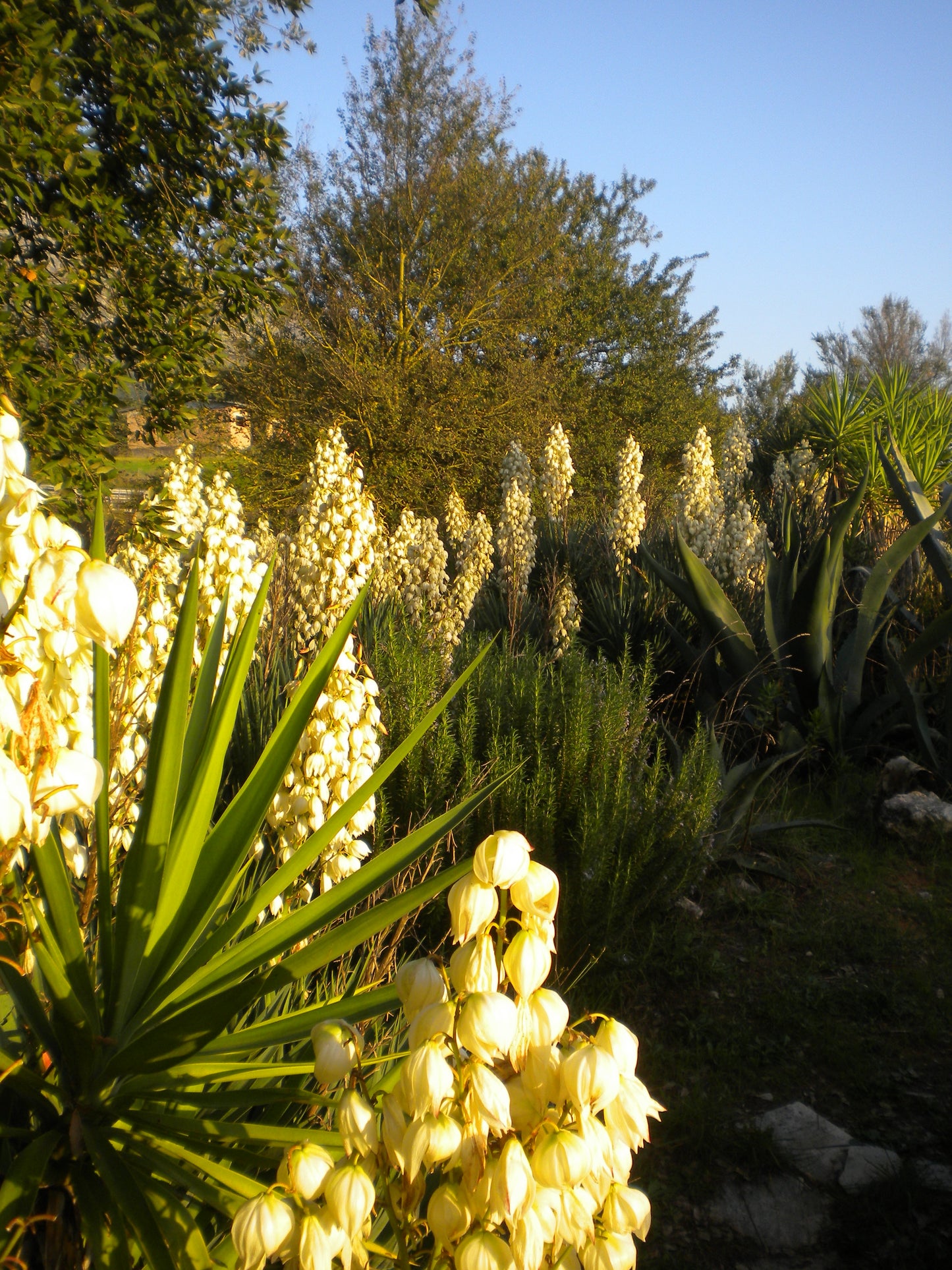 Yucca gloriosa - yucca delle dune (1 Talea)