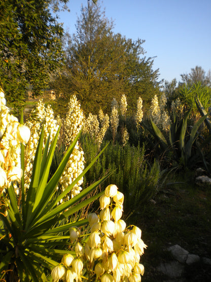 Yucca gloriosa - (1 cutting)