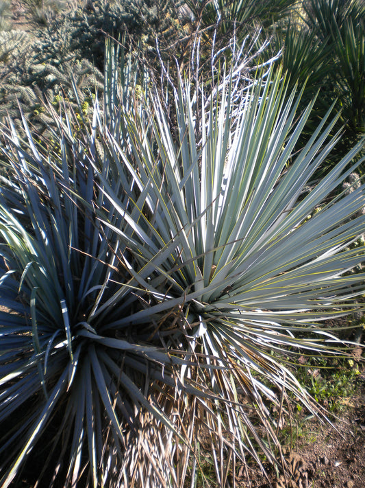 Rigid Yucca - Blue Yucca (Square vase 7x7x10 cm)