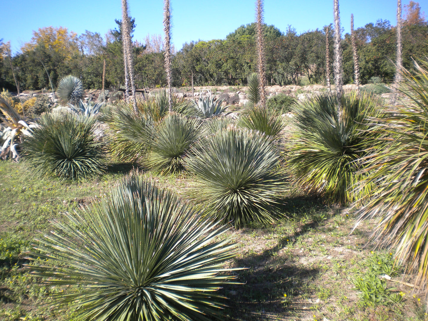 Dasylirion serratifolium - dasilirio (Square vase 7x7x8 cm)