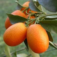 Citrus (syn. Fortunella) japonica - kumquat (Fitocella)