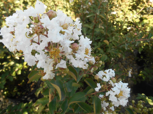 Lagerstroemia indica cv "Petit Snow" white flower - lagestroemia (Pot 18 cm)