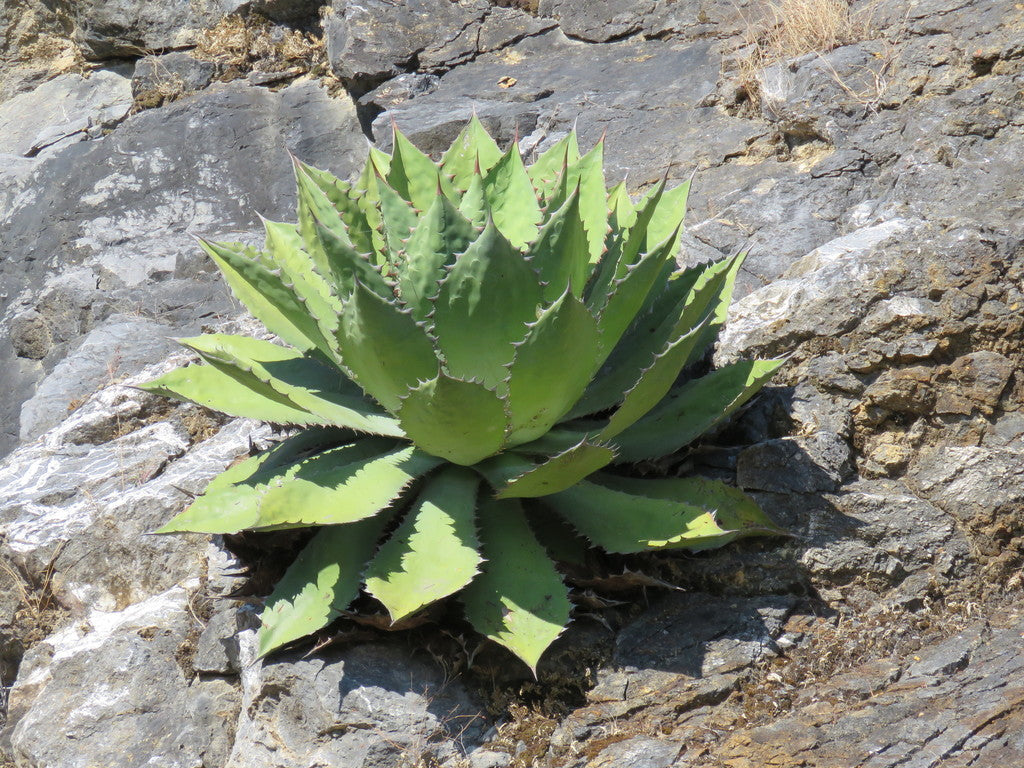 Agave cupreata - (Pot 15 cm)