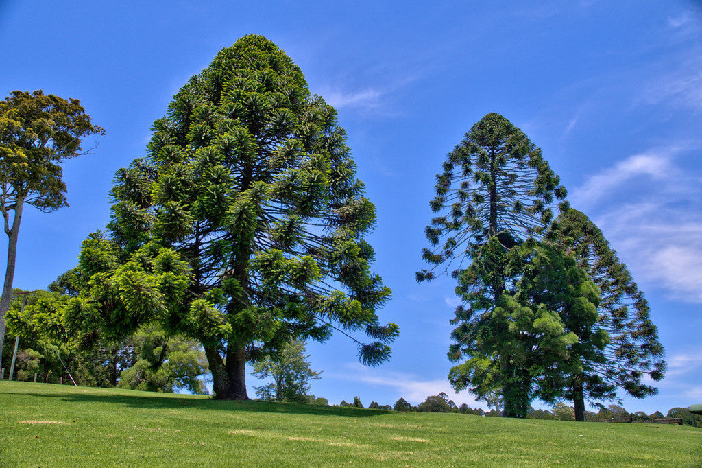 Araucaria bidwillii - Bunya pine (vaso 15 cm) 10-15cm