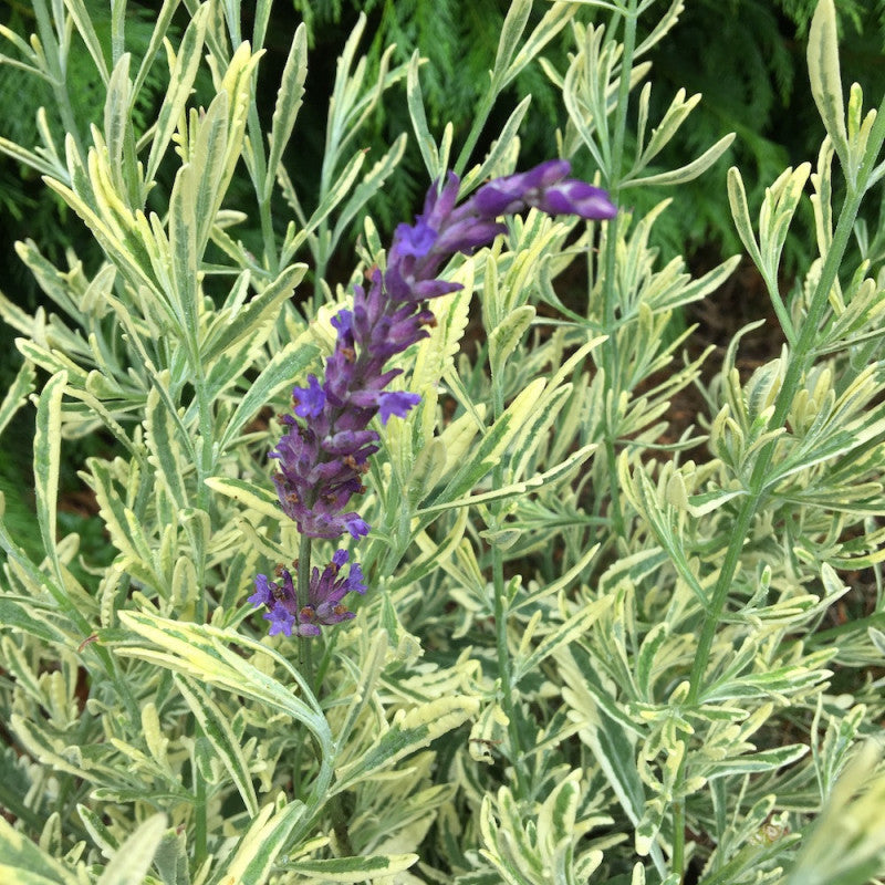 Lavandula x allardii - lavanda ibrida (Alveolo forestale)