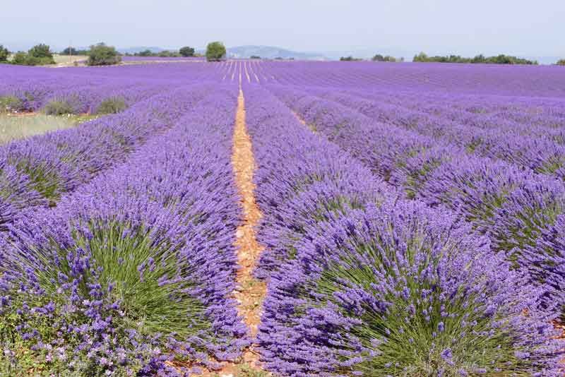 Lavandula angustifolia - true lavender (Offer 40 forest cells)