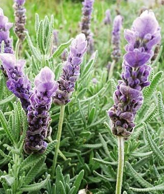 Lavandula dentata - spigonardo SET 2 PLANTS (Forestry alveolus)