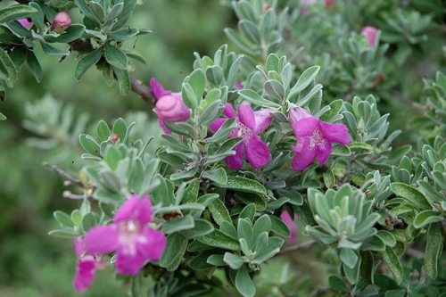 Leucophyllum Frutescens - Leucofillo, Pianta Barometro (Vaso 15 Cm)