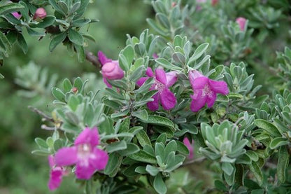 Leucophyllum Frutescens - Leucophyll, Barometer Plant (15 Cm Pot)