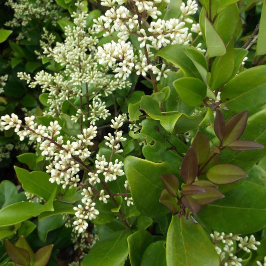 Ligustrum texanum spiepe fiorita VivaiMDB