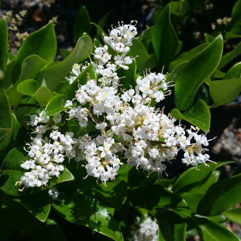 Ligustrum texanum - ligustro del Texas (Alveolo forestale)