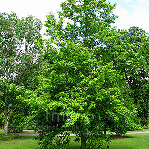 Liquidambar styraciflua VivaiMDB