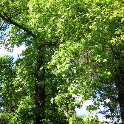 Liquidambar styraciflua VivaiMDB foglie