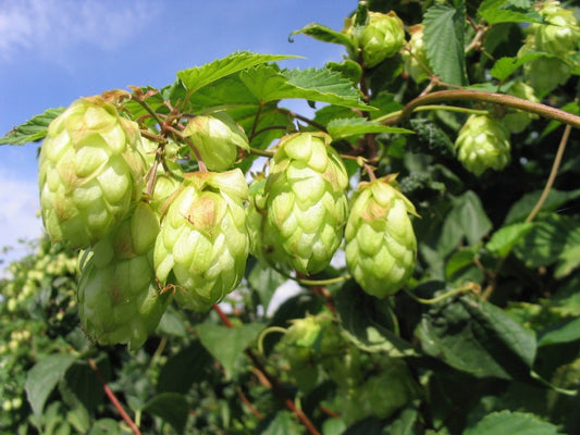 Humulus lupulus - hops (1 pack)