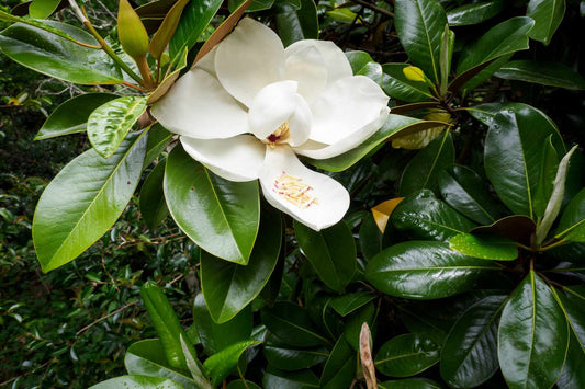 Magnolia grandiflora - magnolia (Square vase 9x9x20 cm)