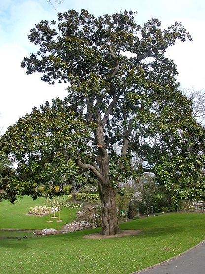 Magnolia grandiflora - magnolia (Vaso quadro 9x9x20 cm)