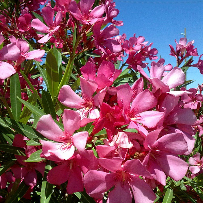 Nerium oleander "Salmon" - oleander (Forest honeycomb)