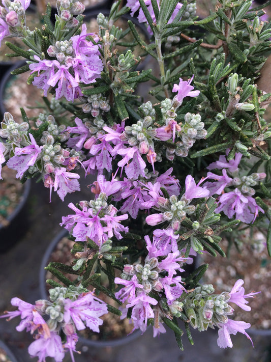 Rosmarinus officinalis cv. "Majorca Pink" - erect rosemary pink flowers (Forest Alveolus)